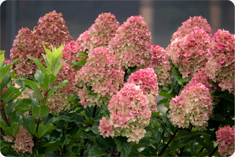 Spring Sizzle Hydrangea