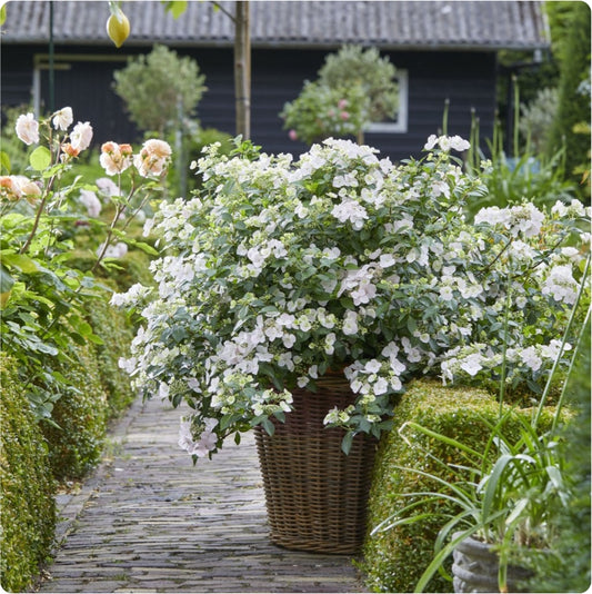 Fairytrail Bride Cascade Hydrangea (Proven Winners)