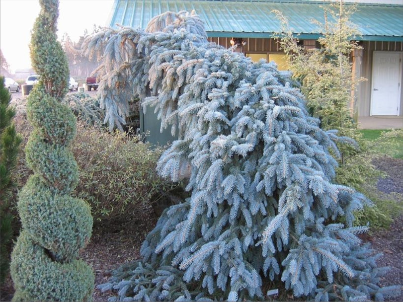 The Blues Weeping Blue Spruce