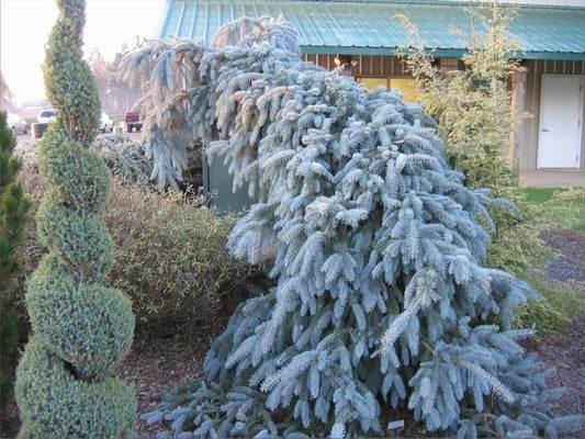 The Blues Weeping Blue Spruce