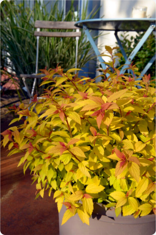 Little Spark Spirea