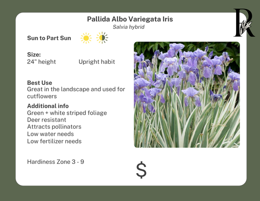 'Albo Variegata' Iris