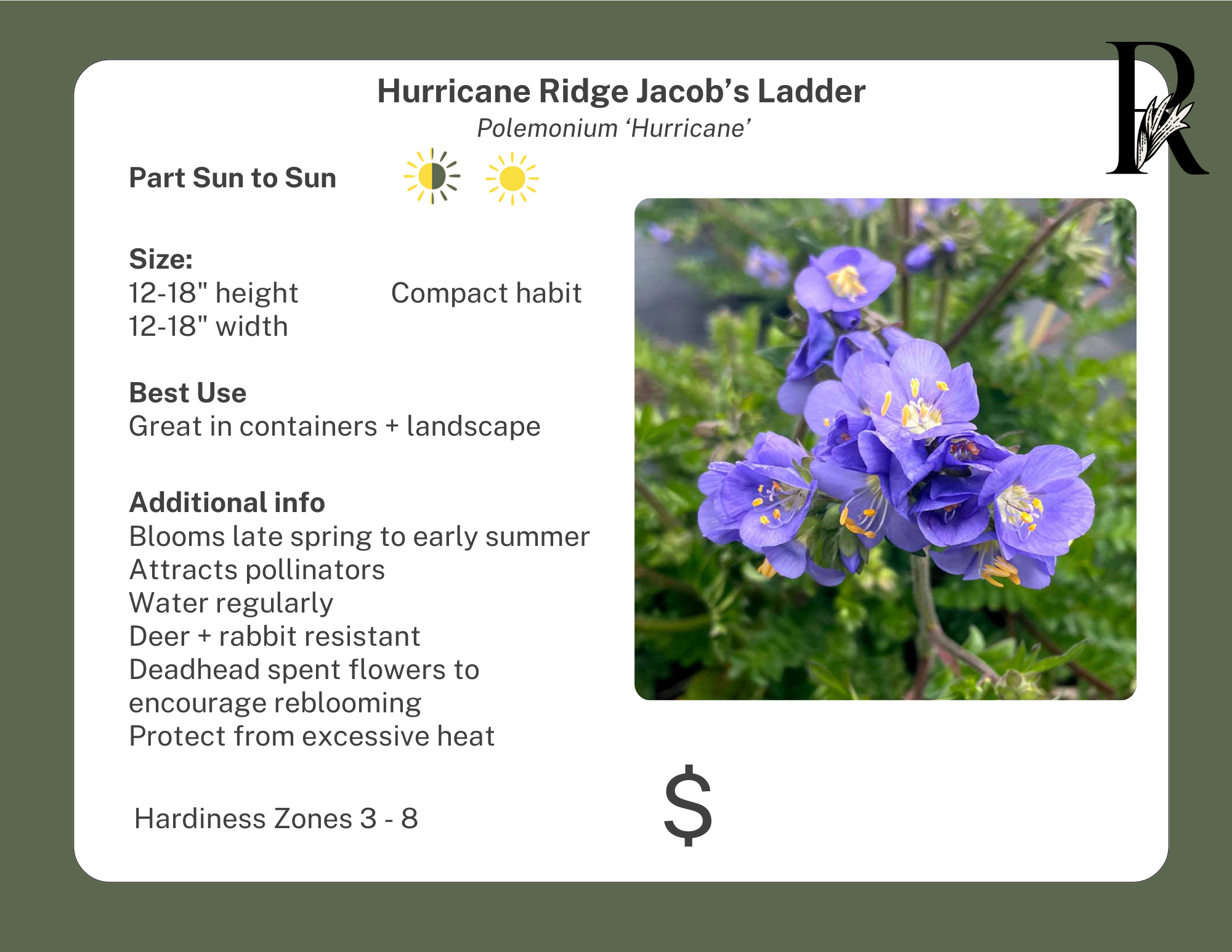 Hurricane Ridge Jacob's Ladder – Riverdene Garden Centre