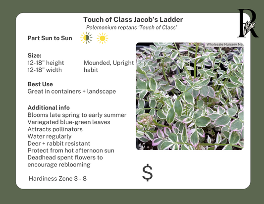 'Touch of Class' Jacob's Ladder