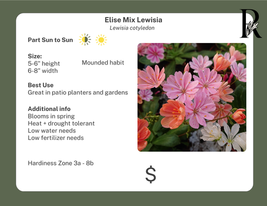 'Elise' Mix Lewisia