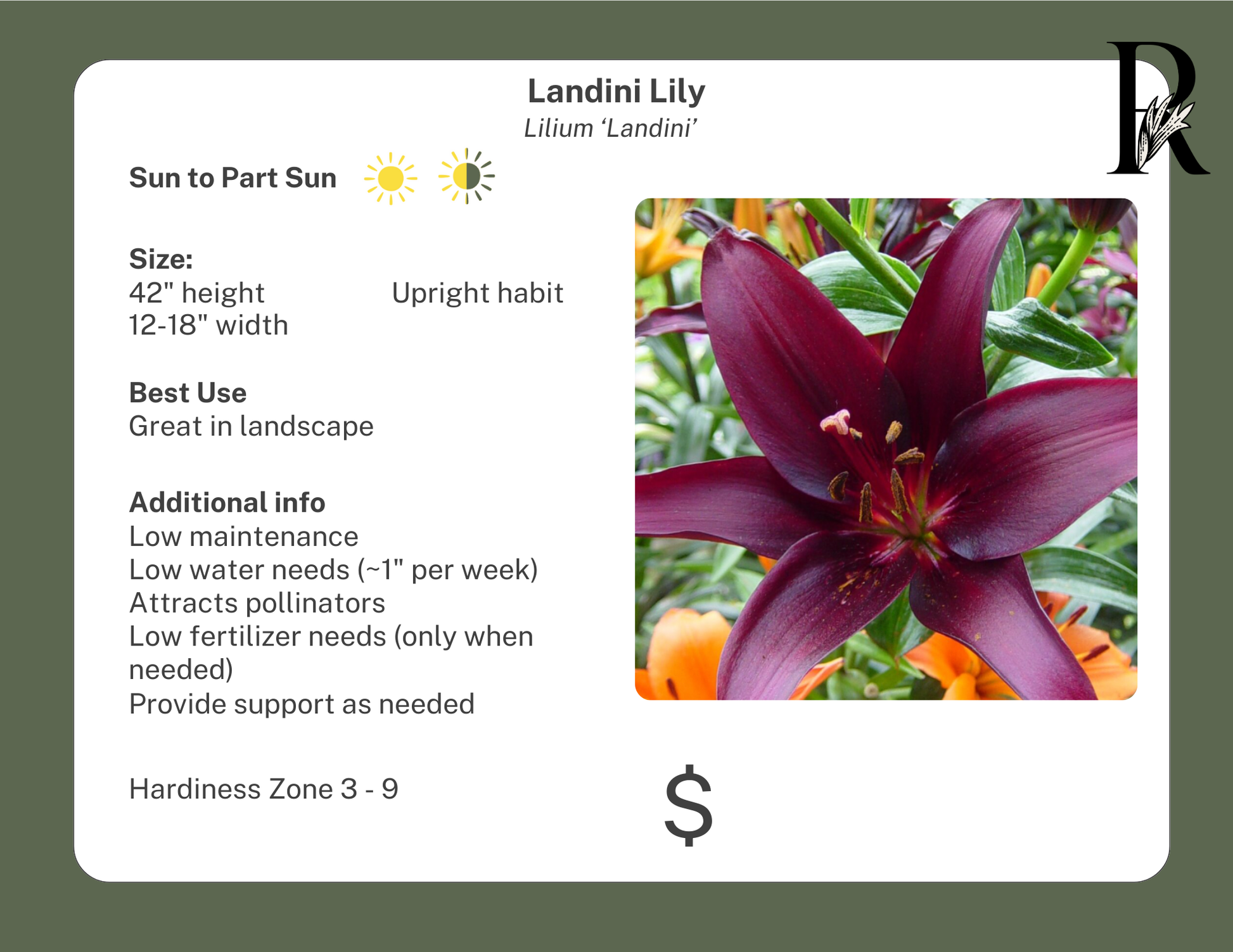 asiatic lily landini Landini Lily