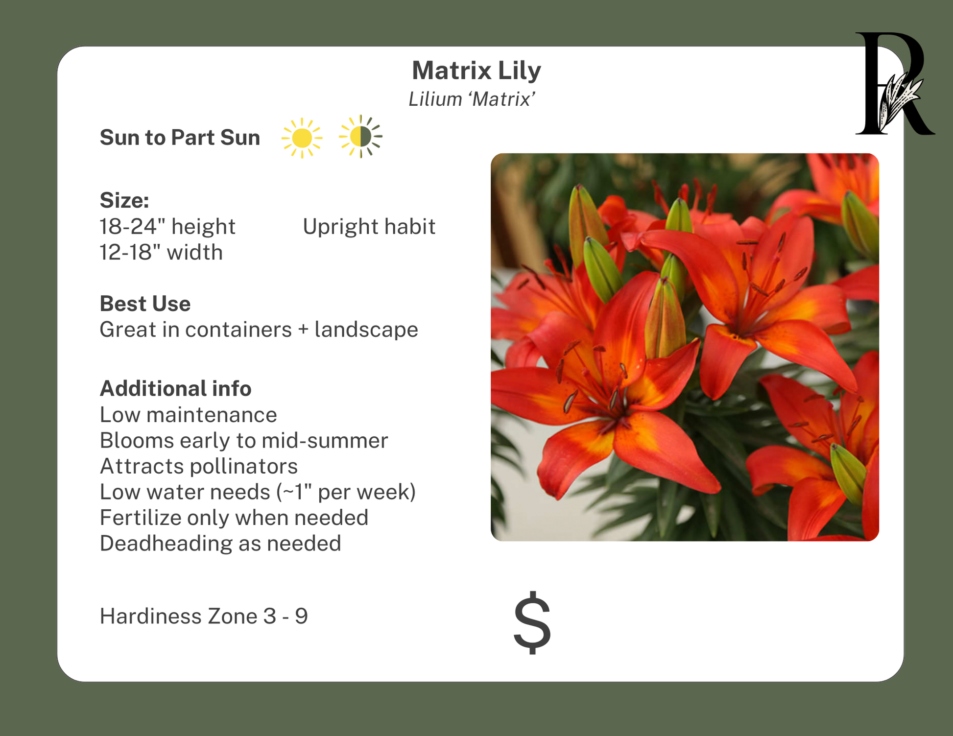 matrix asiatic lily Matrix Lily