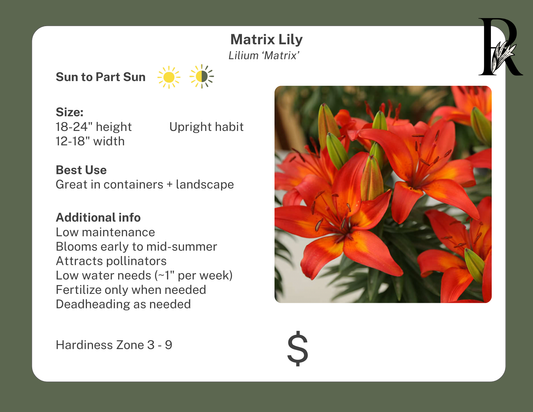 Matrix Lily