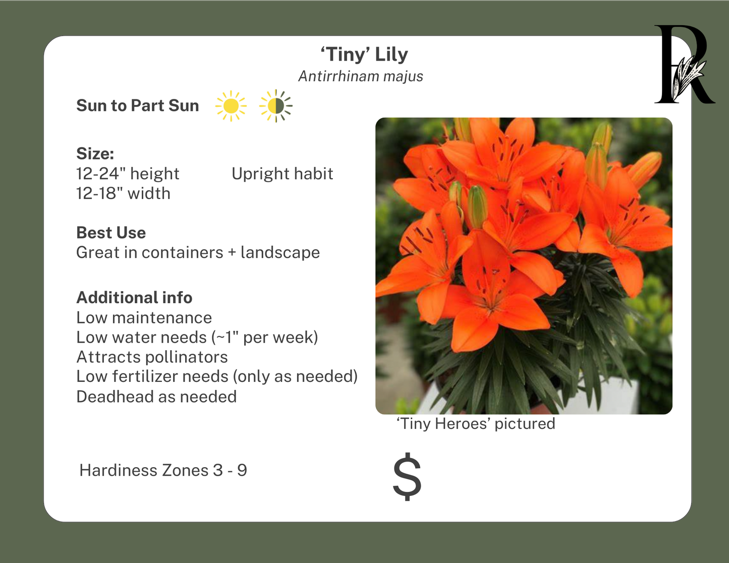Tiny Bee Lily