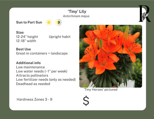 Tiny Bee Lily