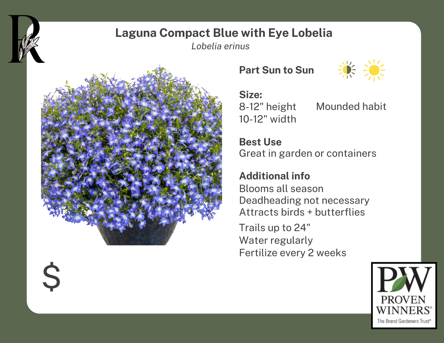 Laguna Compact Blue with Eye Lobelia (PW)