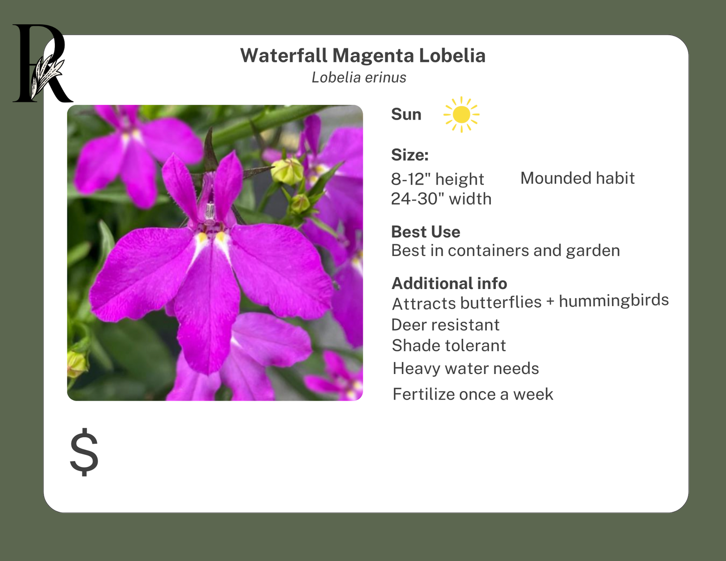 Waterfall Magenta Lobelia