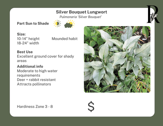 'Silver Bouquet' Lungwort