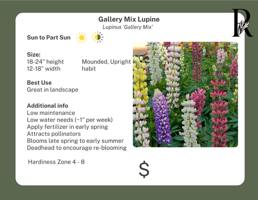 Gallery Mix Lupine