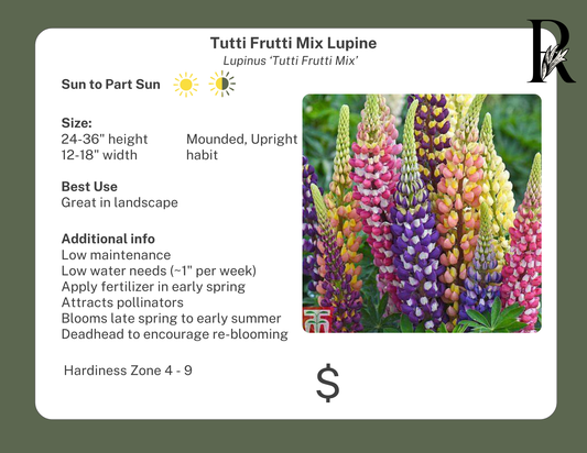 Tutti Frutti Mix Lupine