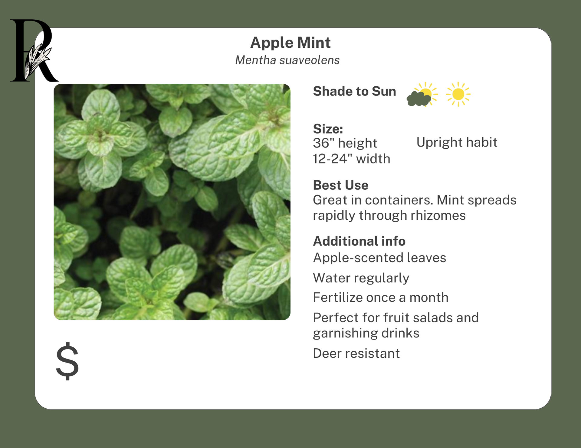 Apple Mint – Riverdene Garden Centre