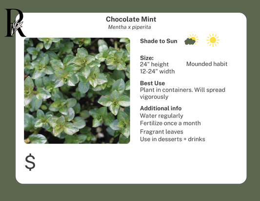 Chocolate Mint
