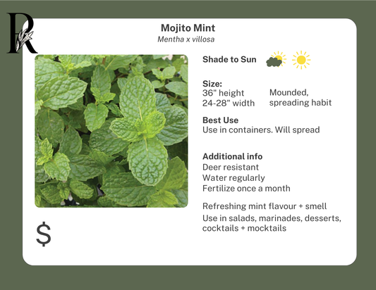 Mojito Mint