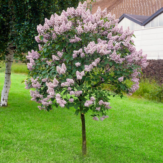 Miss Kim Lilac (Tree Form)