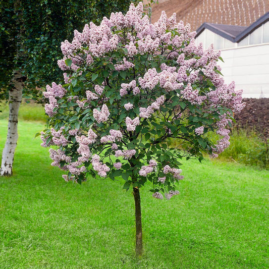 Miss Kim Lilac (Tree Form)