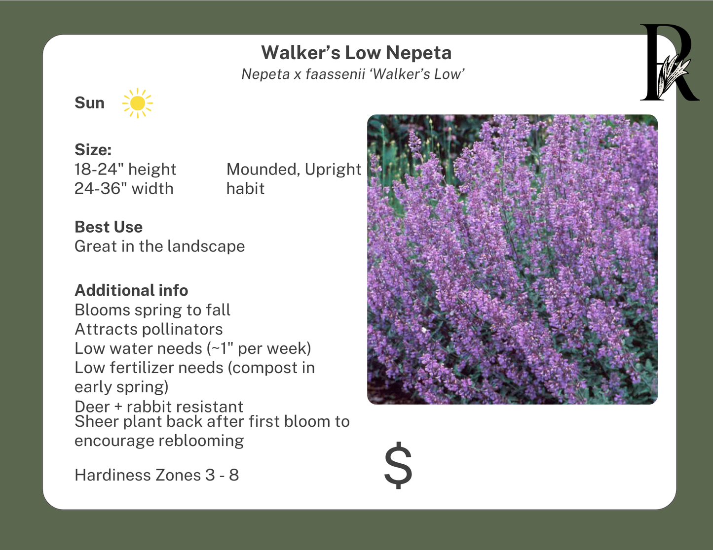 Walker's Low Catmint
