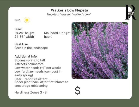 Walker's Low Catmint