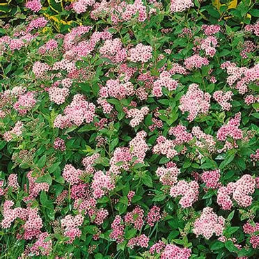 Little Princess Spirea