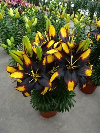Tiny Massive Lily
