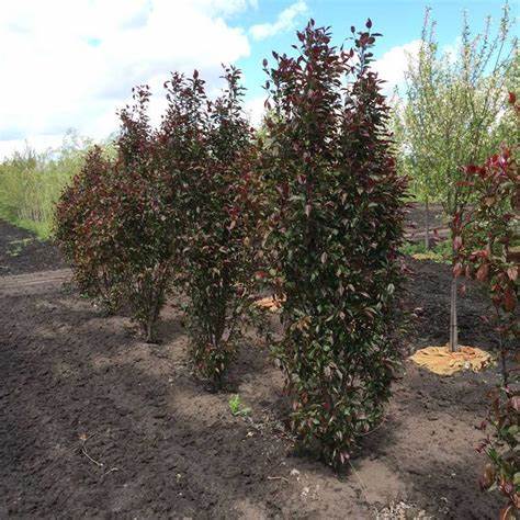 Purple Spire Columnar Crabapple
