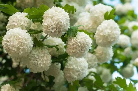 Snowball Viburnum