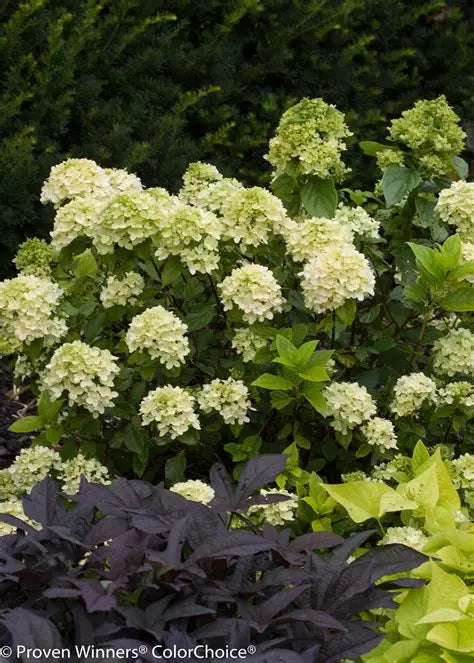 Little Lime Hydrangea (Proven Winners)