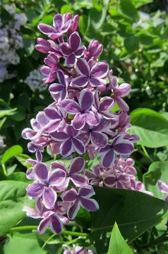 Sensation French Lilac