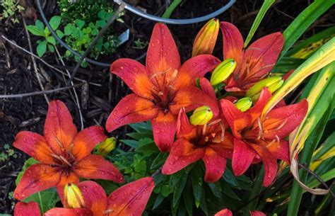 Matrix Lily