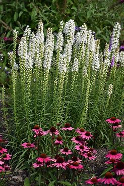 White Blazing Star