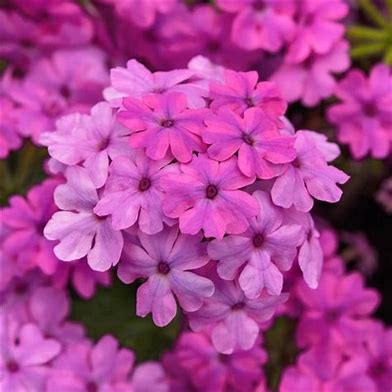 Firehouse Light Pink Verbena