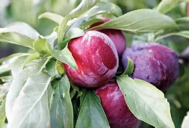 Convoy Cherry Plum