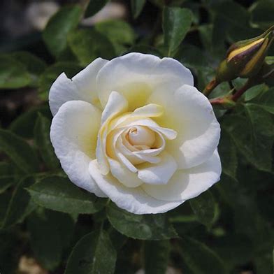 JP Connell Rose