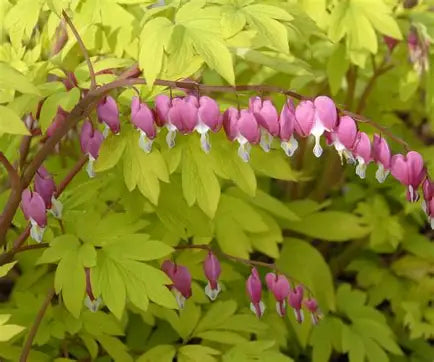 Gold Bleeding Heart