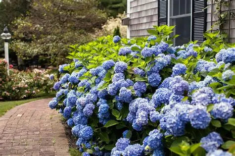 The Original Endless Summer Hydrangea
