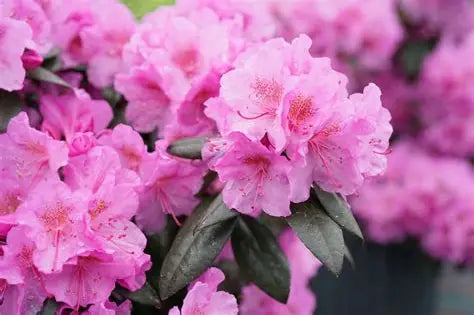 Rhododendron Black Hat (PW)