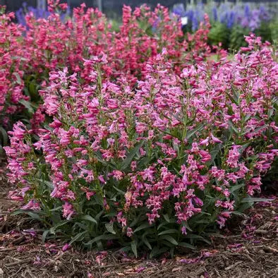 Pink Pearls Bearded Penstemon
