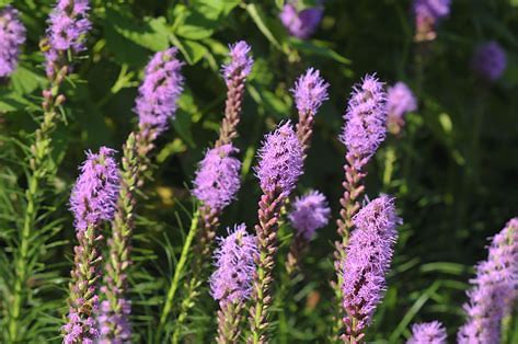Blazing Star