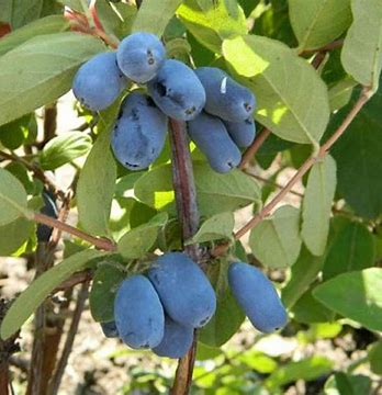 Boreal Beast Honeyberry - 'Haskap'
