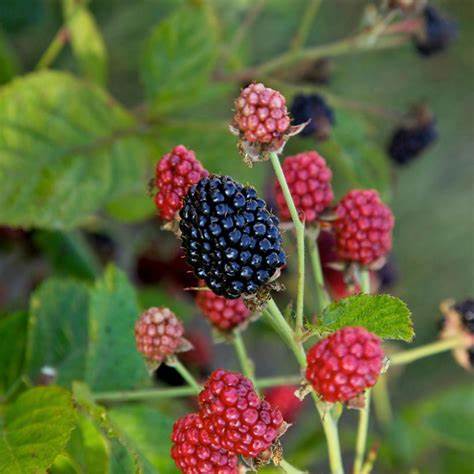 Blackberry Baby Cakes