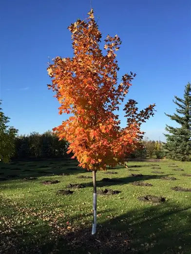 Inferno Sugar Maple