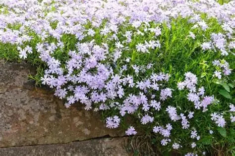 Emerald Cushion Blue Moss Phlox
