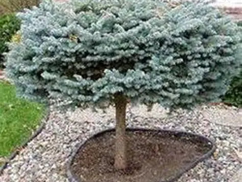 Globe Blue Spruce (Tree Form)