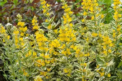 Lysimachia Alexander