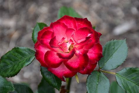 Never Alone Rose