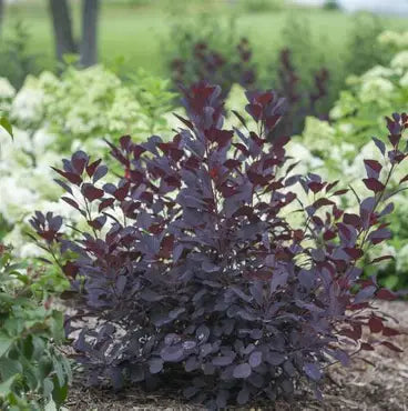 Winecraft Black Smoke Bush